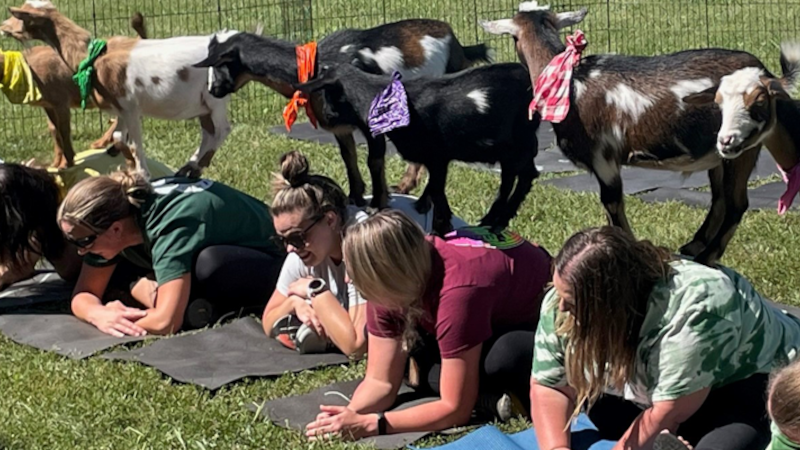 Goat Yoga